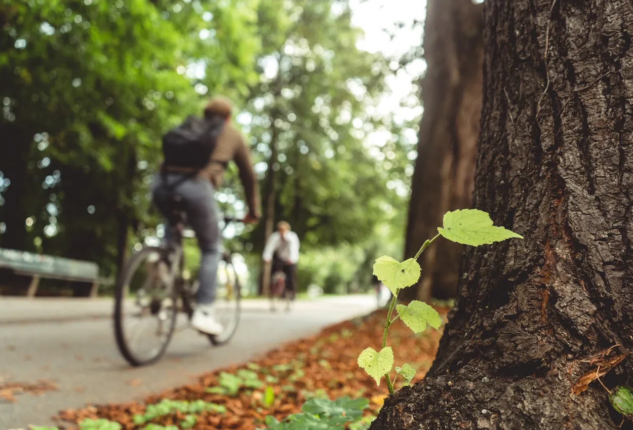 PixabayLocation de vélos
