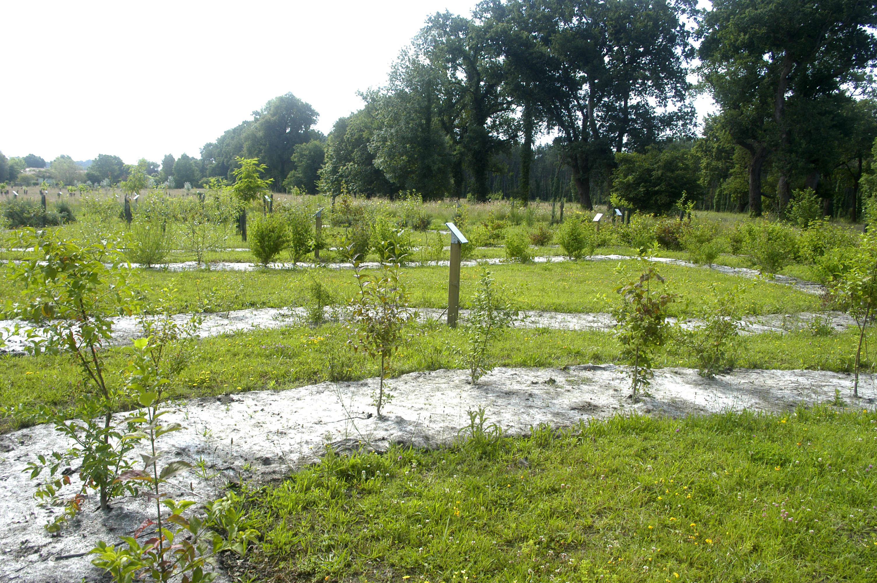 © OT MORCENXArborétum1