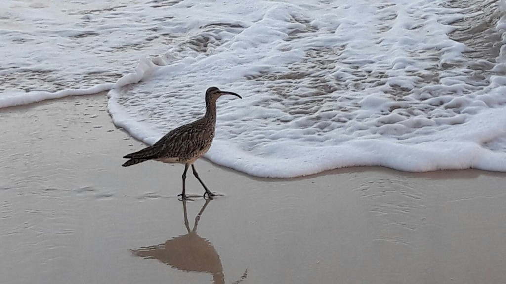 Crouzet122 Maison Agapanthe_Moliets_Landes Atlantique Sud
