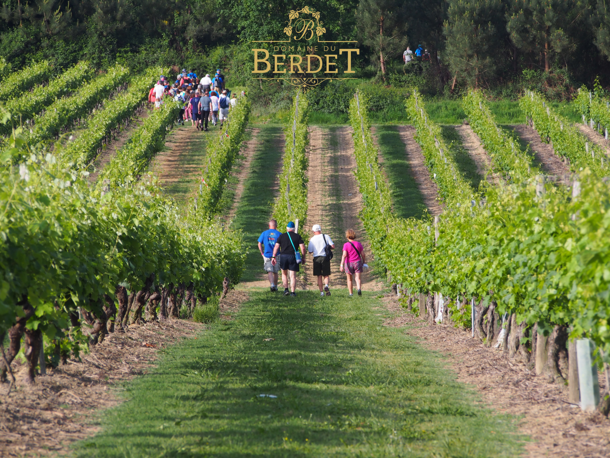 ©Domaine du Berdet2025 - BOUR - Domaine de Berdet - Rando des vignes - ©Domaine du Berdet (2)