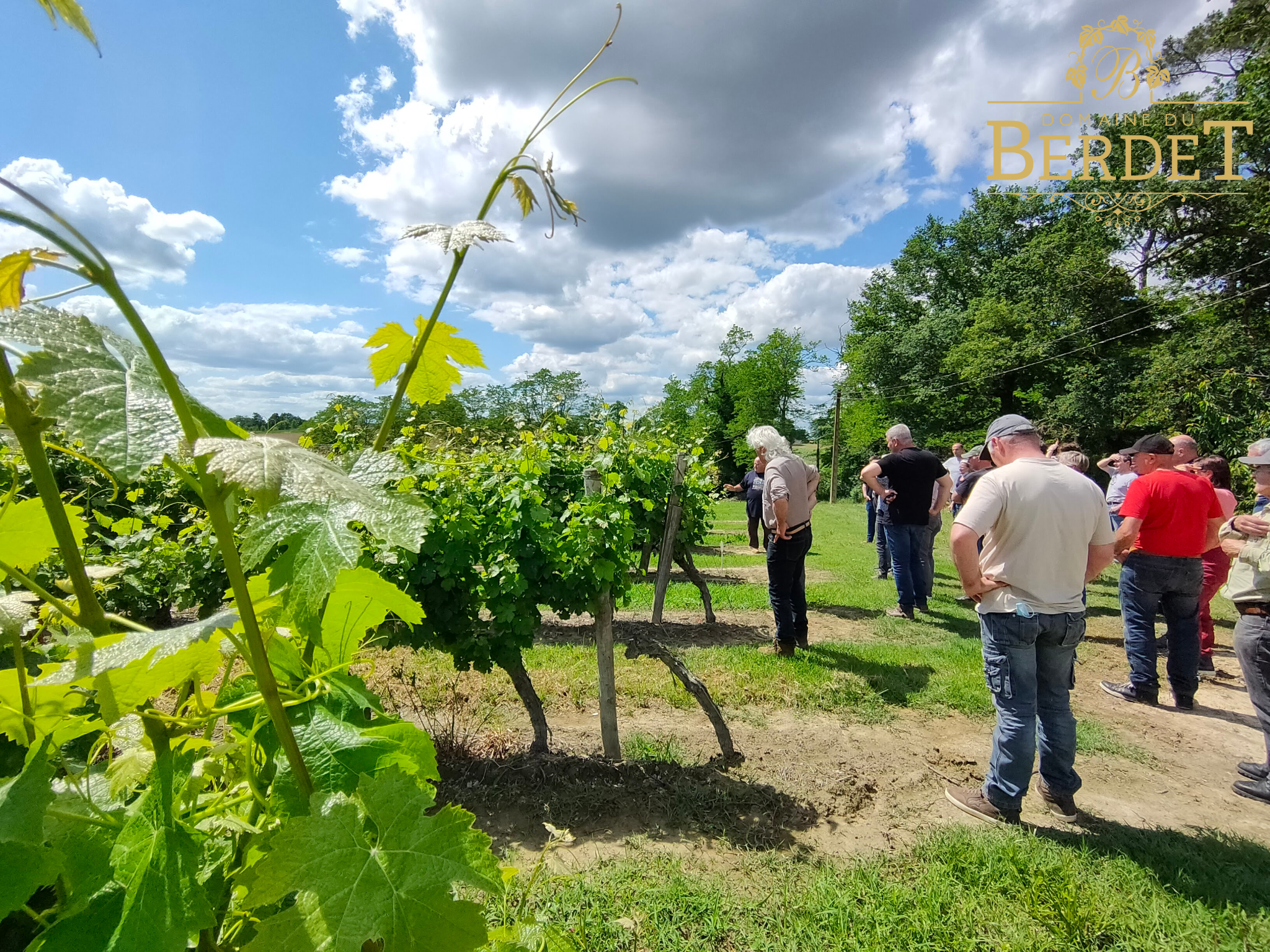 ©Domaine du Berdet2025 - BOUR - Domaine de Berdet - Vignes - ©Domaine du Berdet