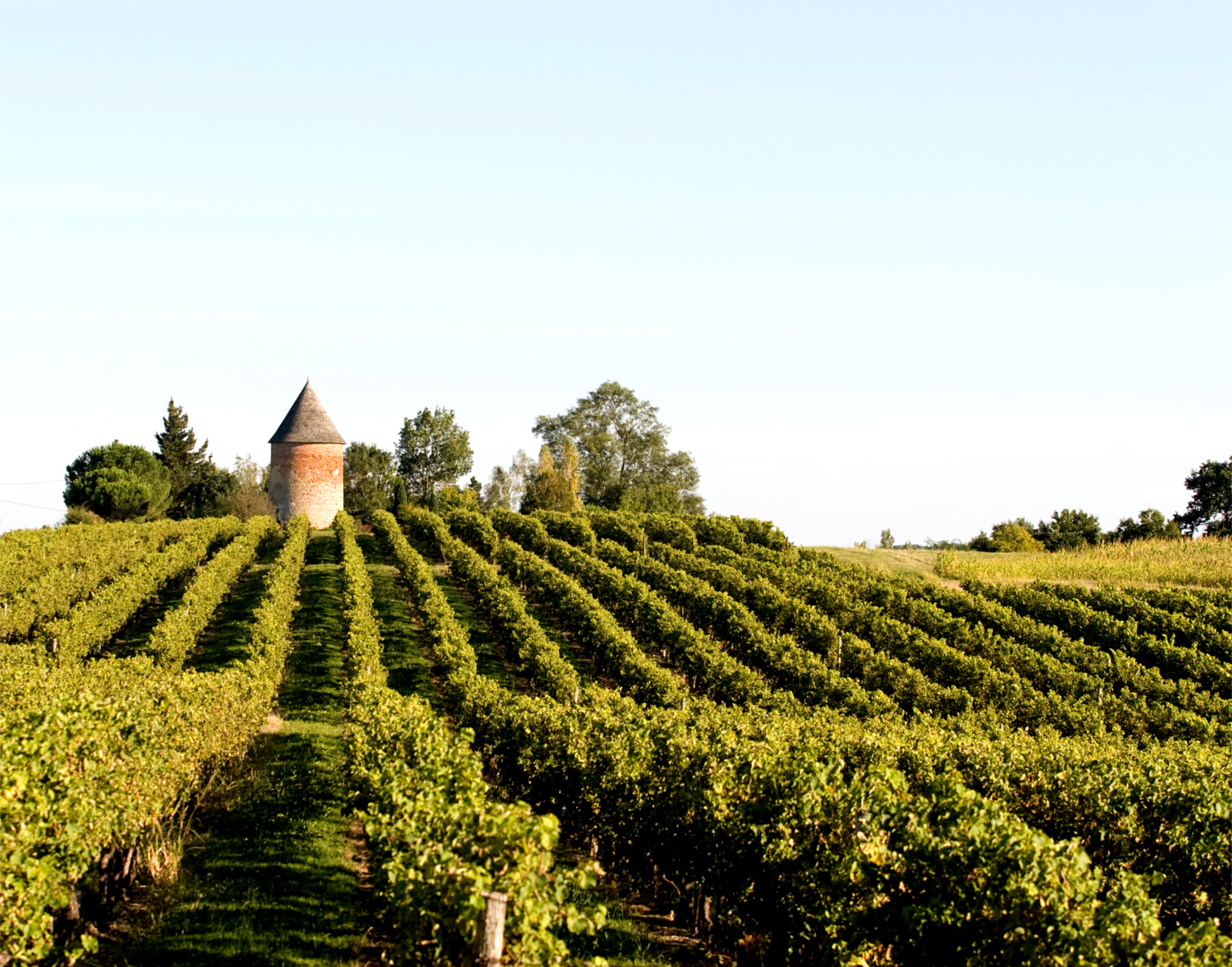 ©Domaine de Laballe2025 - PARL - Domaine de Laballe - Vignes - ©Domaine de Laballe