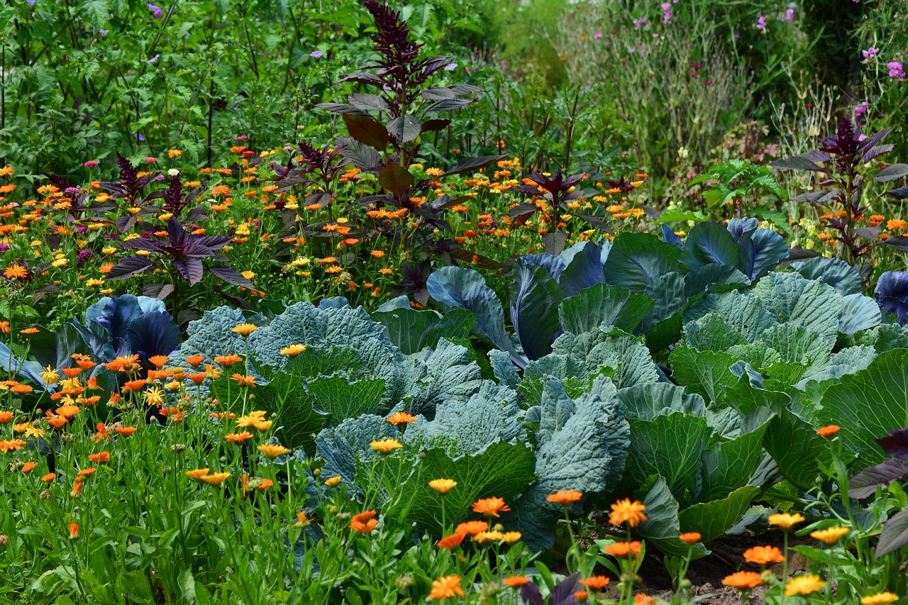 ©pixabayLégumes au jardin_2