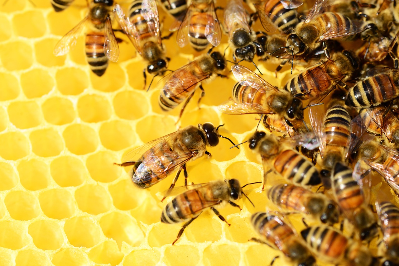 ©pixabayLes abeilles_2
