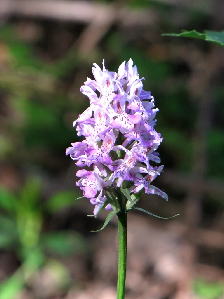 Orchis de Fuchs (Dactylorhiza fuchsii)