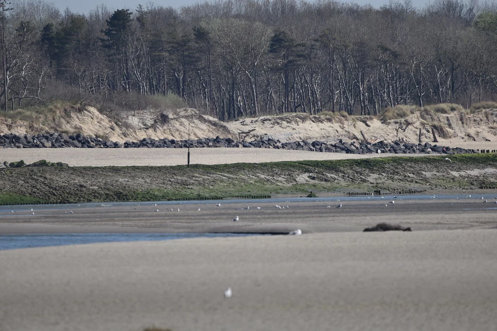 Berck, sentier de la Baie d'Authie 2