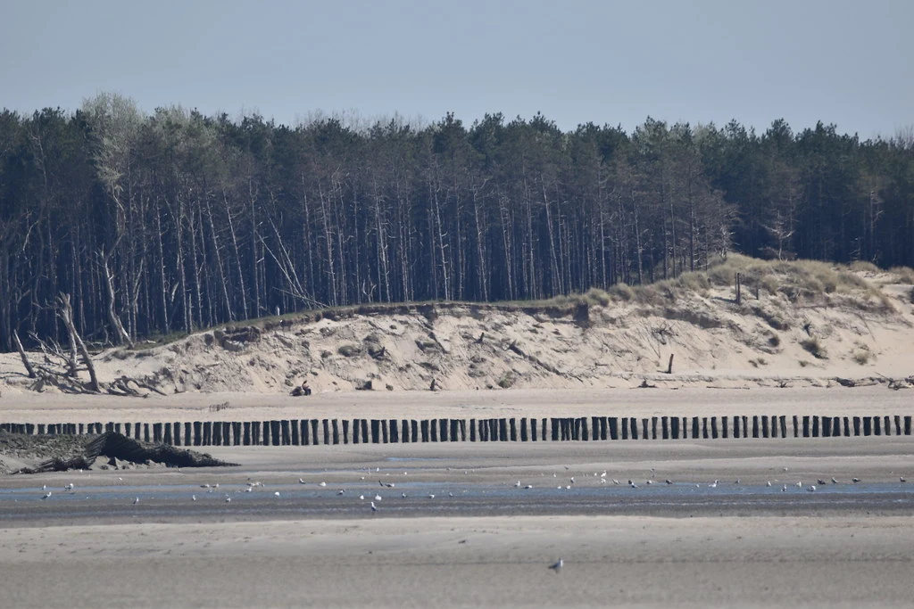 Berck, sentier de la Baie d'Authie 1