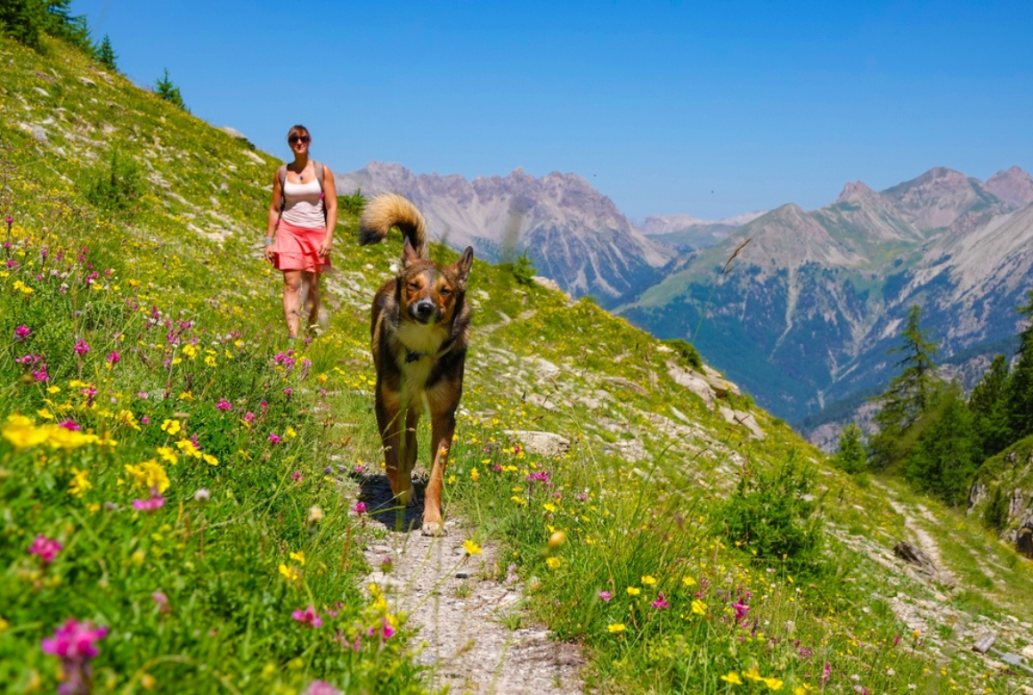 Randonnée avec son chien