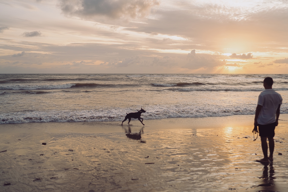 Chien à la plage avec coucher de soleil