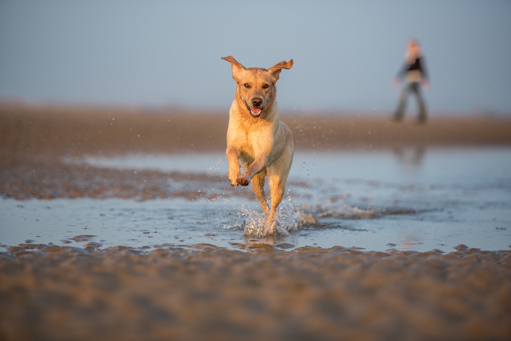 Chien qui court à la plage