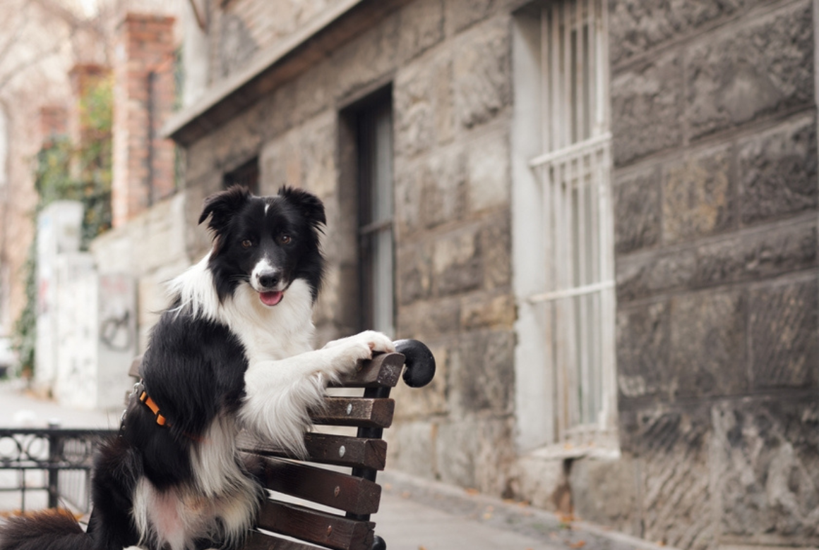 Chien sur un banc en ville
