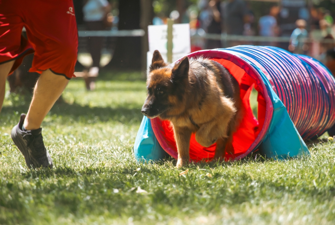 Chien sur un parcours d'agility
