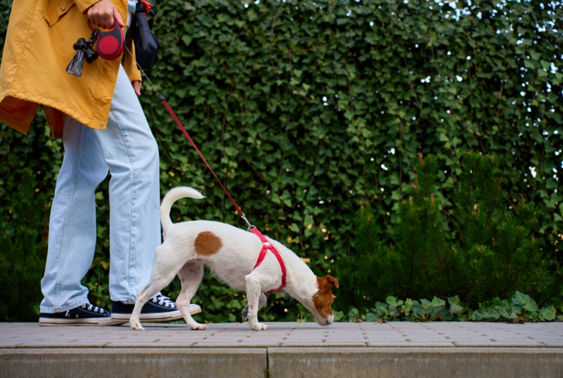 Chien balade en ville