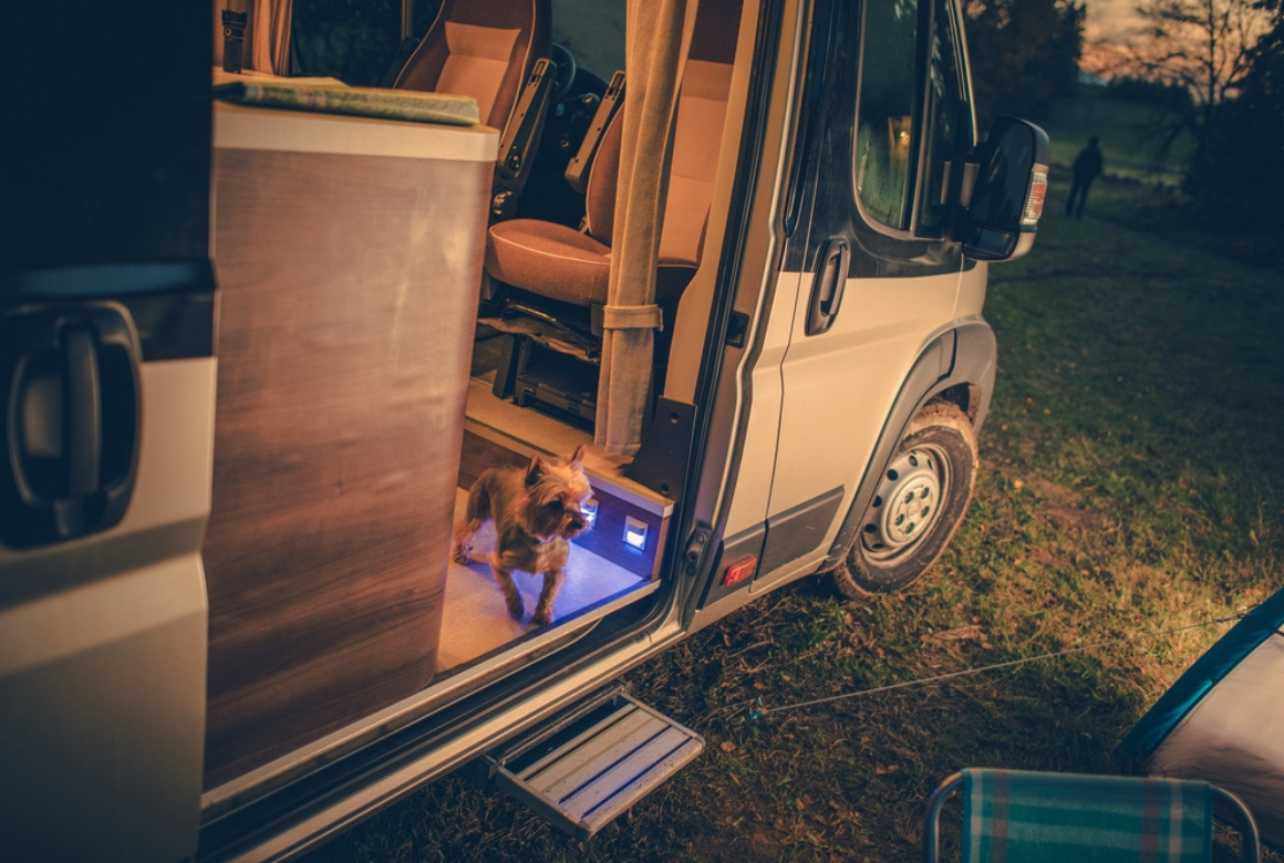 Chien dans camping car
