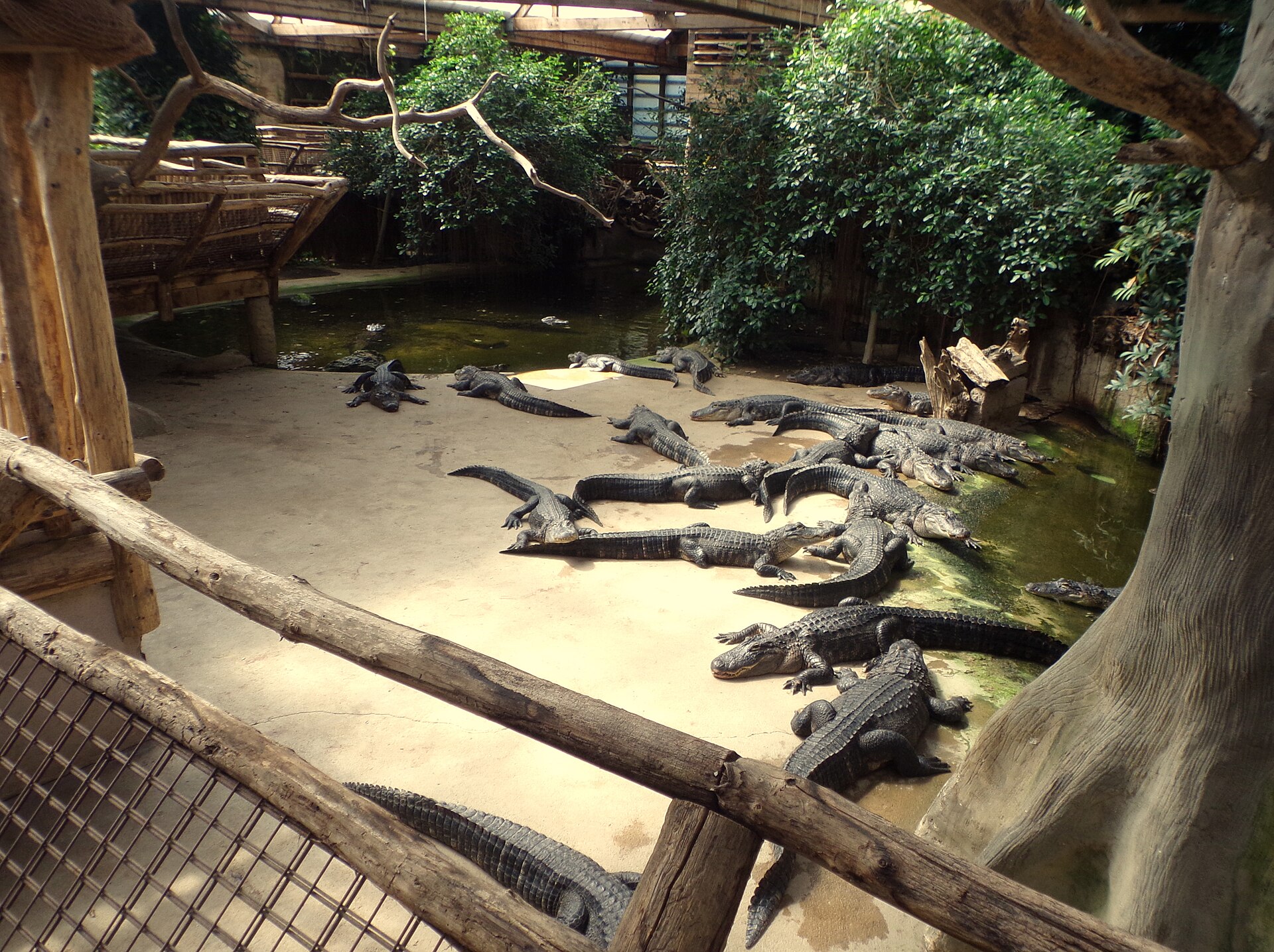 Alligator Bay
