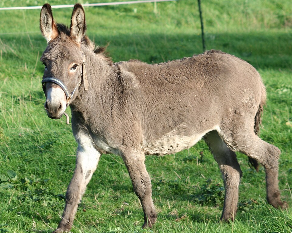 Âne du Cotentin