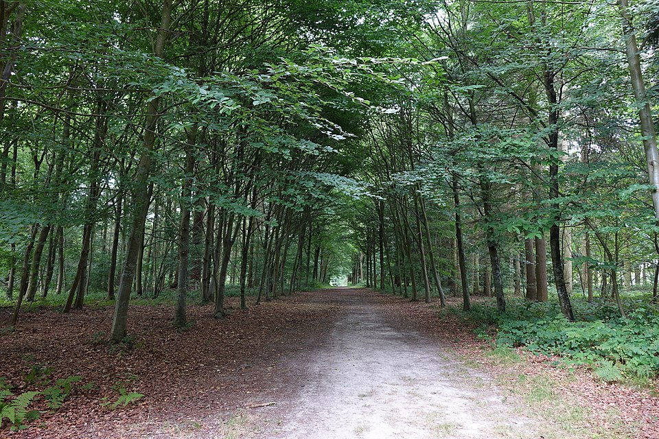 Arboretum d'Harcourt