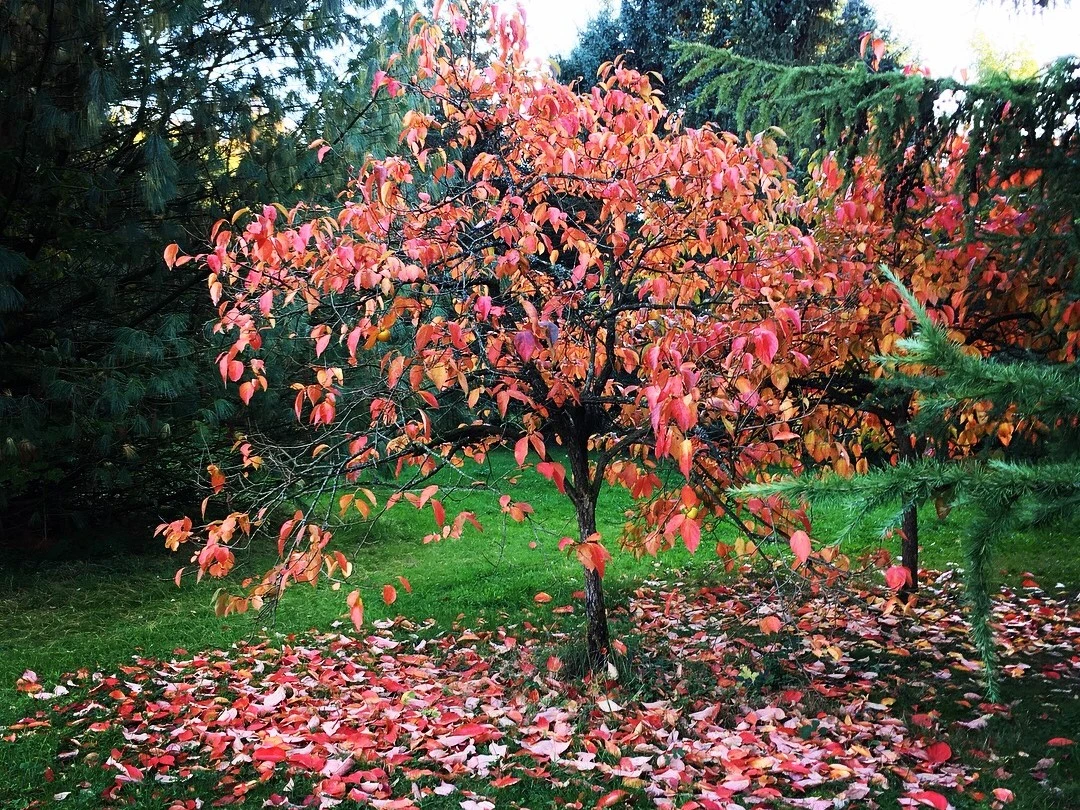 Arboretum des Bordins