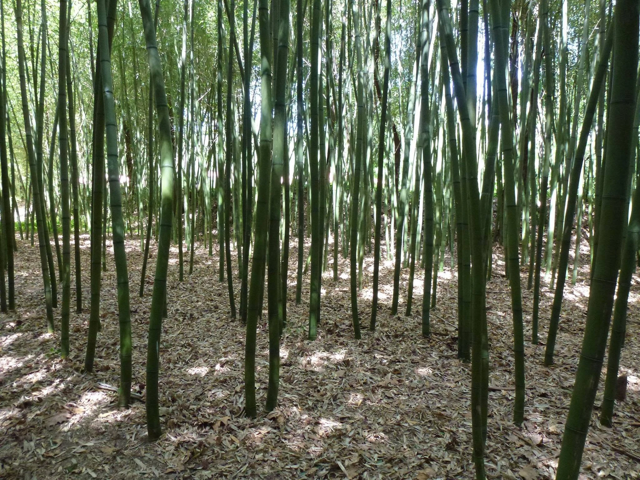 Bambouseraie de Lesperon