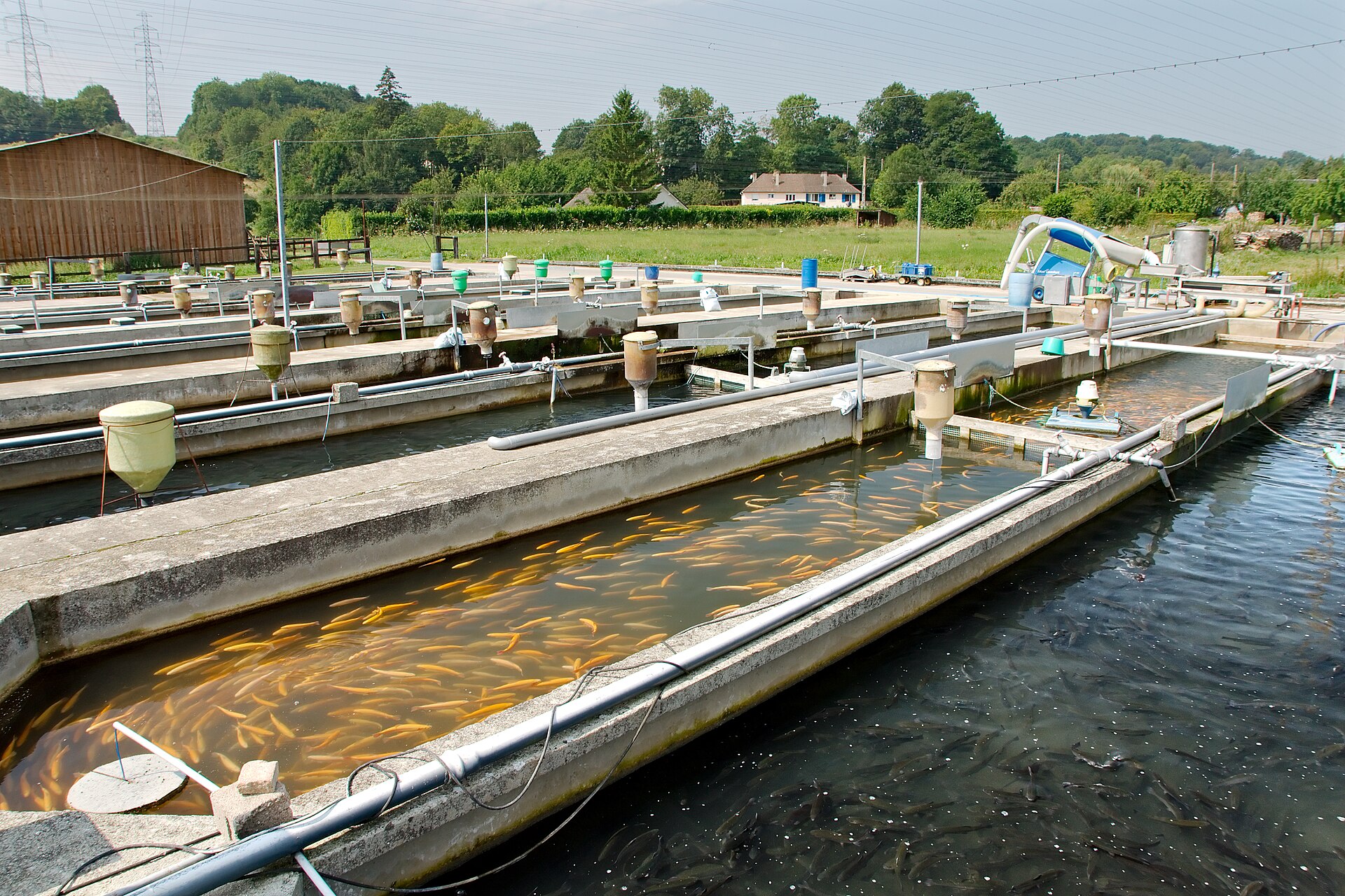 Pisciculture de la Calonne