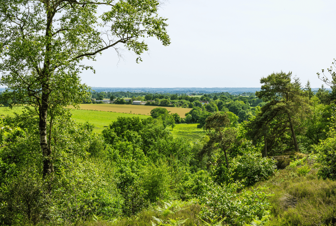 Vue de bocage normand