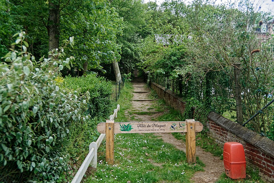 Bois de Cise