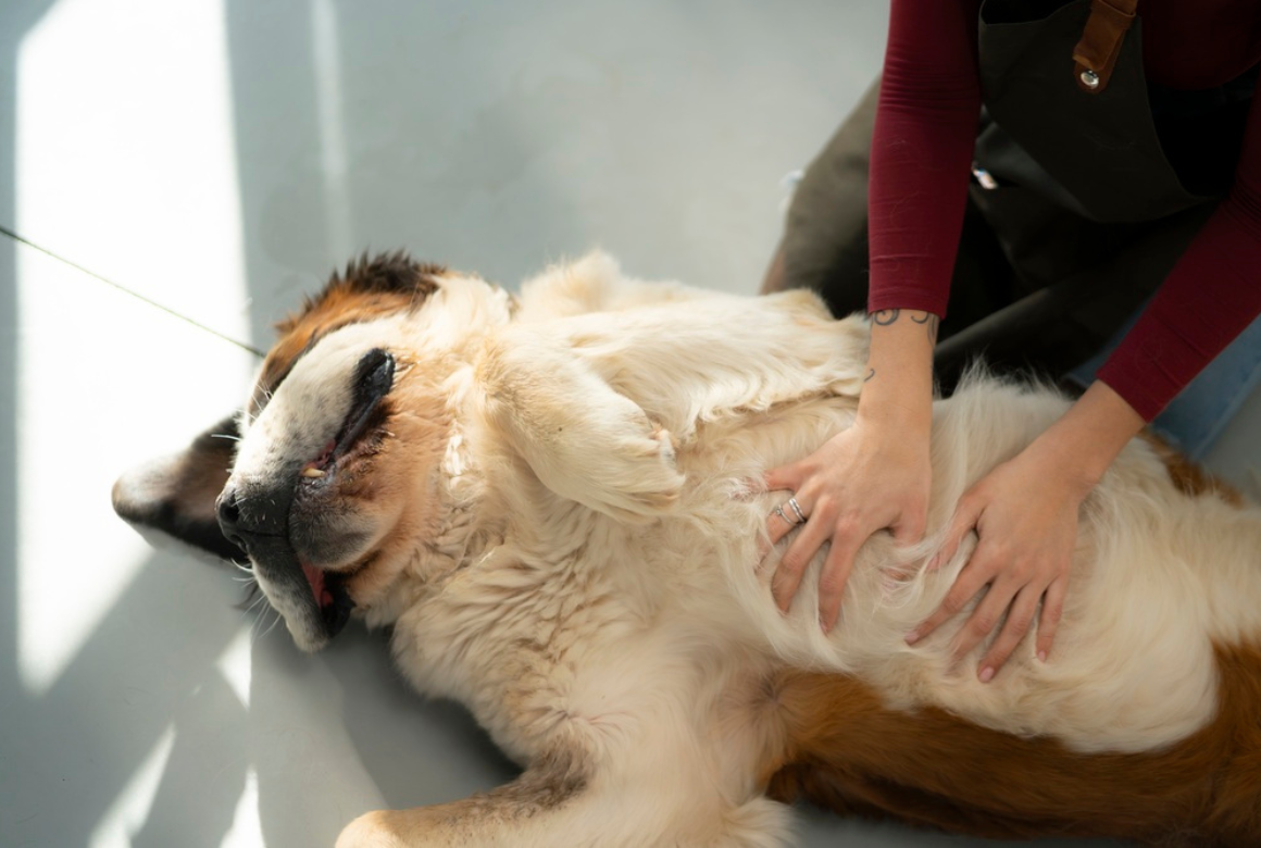 Caresses de chien
