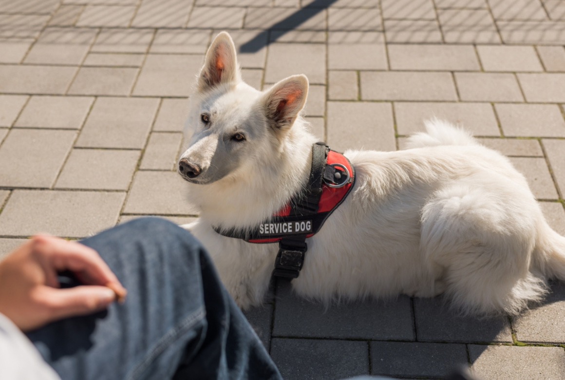 Chien de service