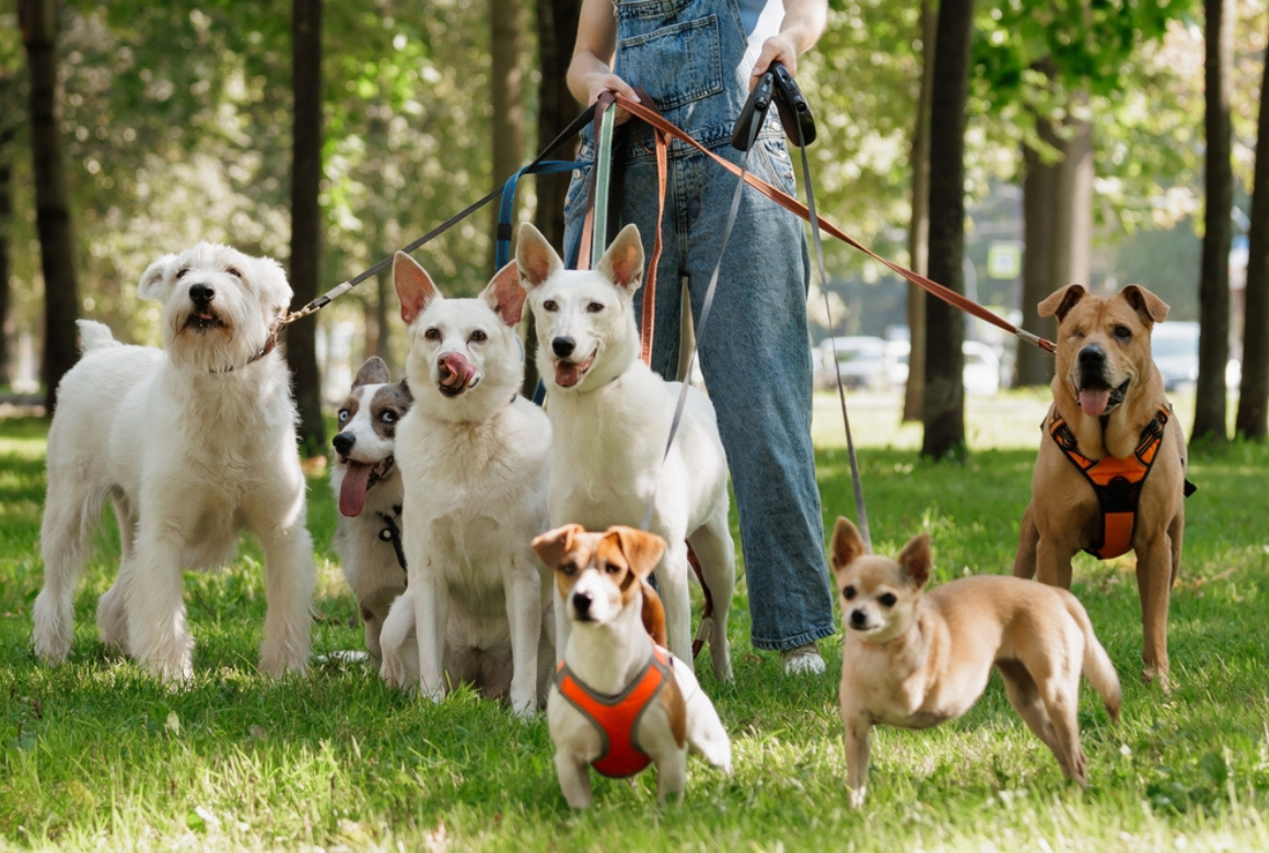 Garde de chien