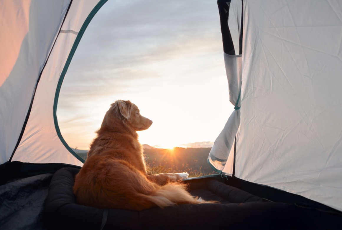 Camping avec un chien