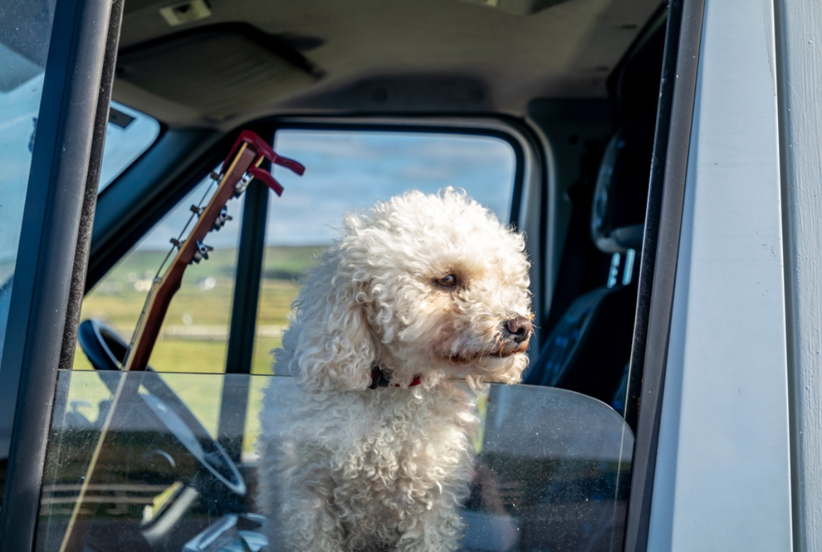 Chien dans le camping car