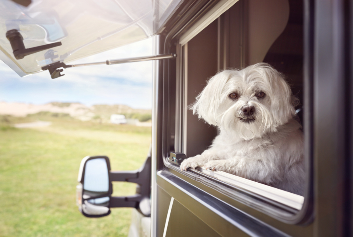 Bichon à la fenêtre