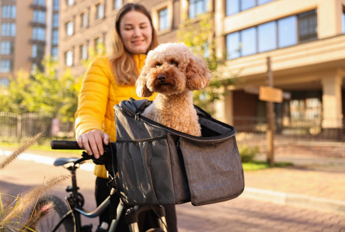 Caniche dans panier de vélo