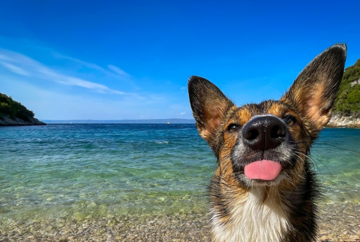 Chien et mer