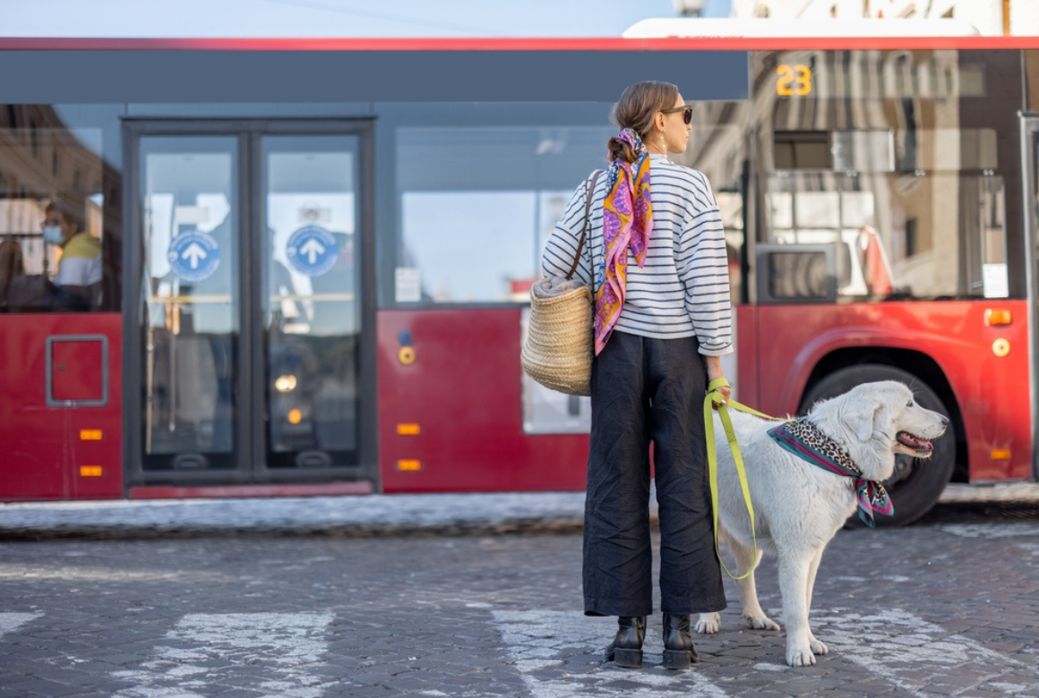 Chien et bus