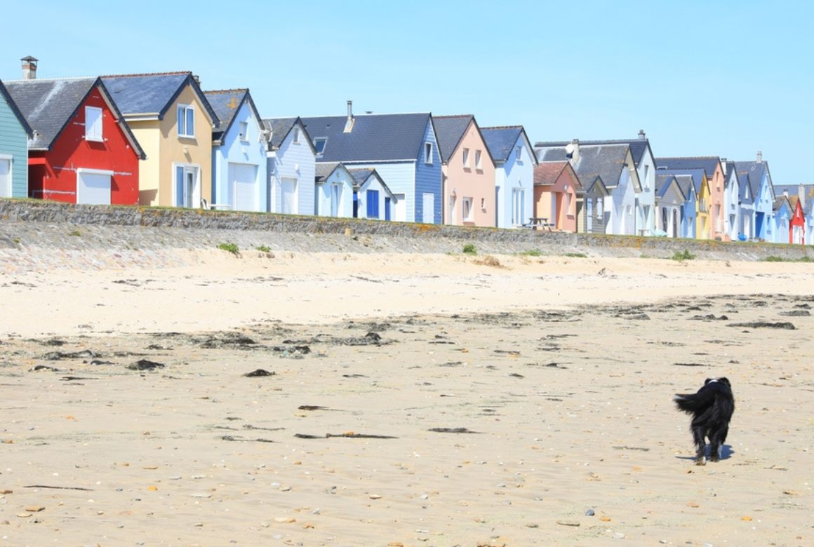Chien à la plage en Normandie