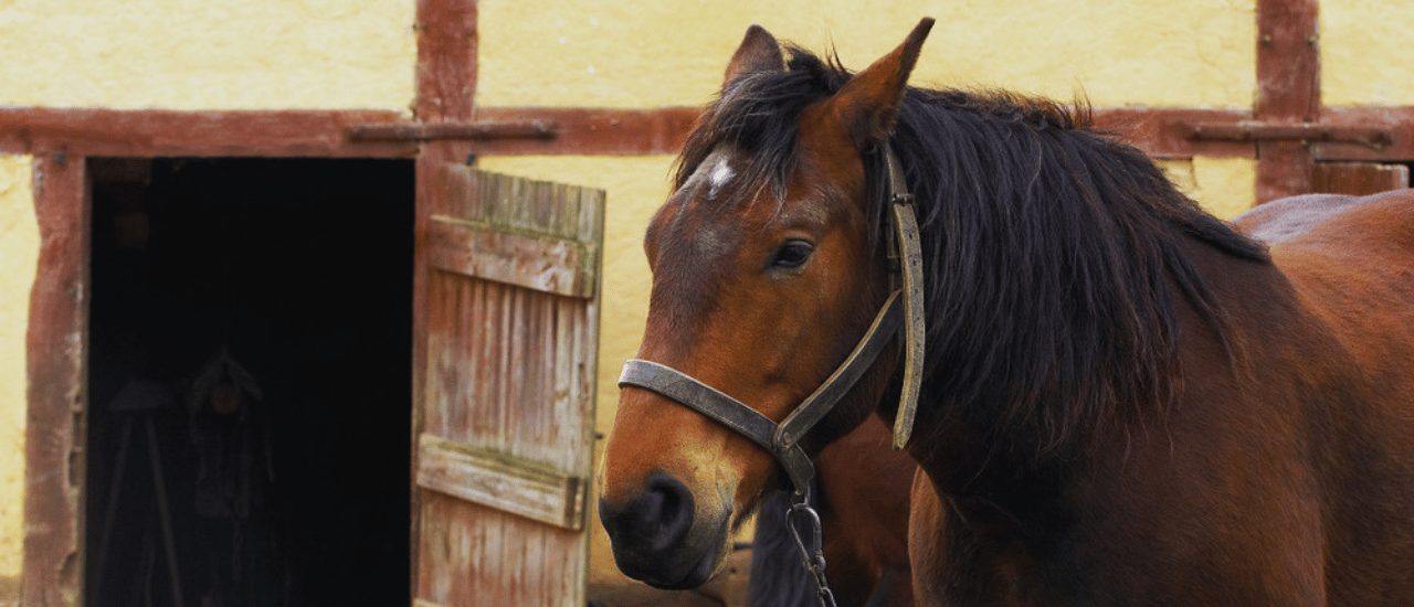 Faune Normandie Cob Normand