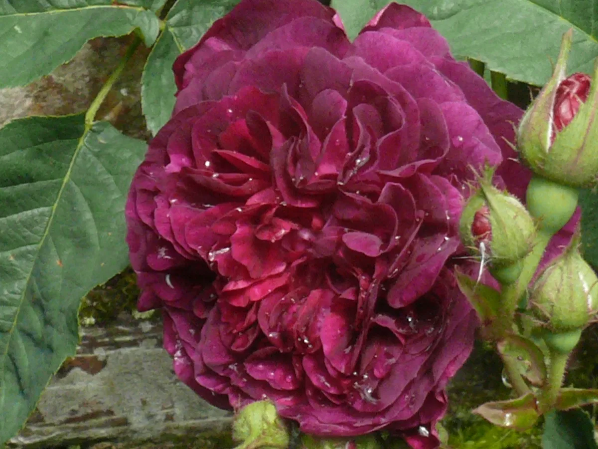 Domaine de Chaumont-sur-Loire
