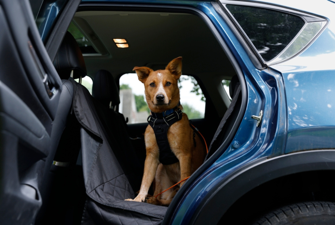 Le transport d'un chien