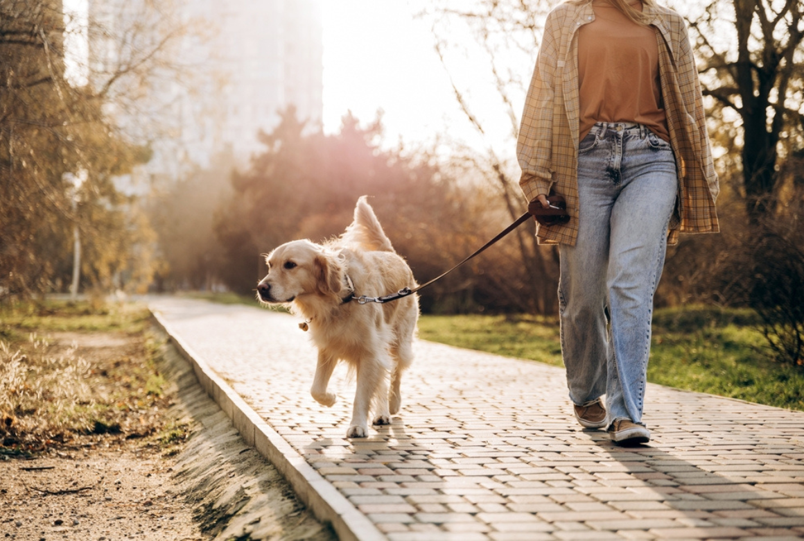 Marche du soir avec son chien