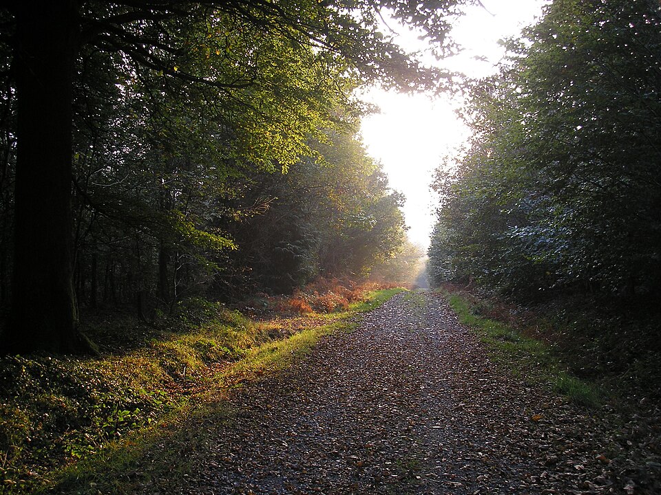 Forêt Domaniale de Saint-Sever-Calvados