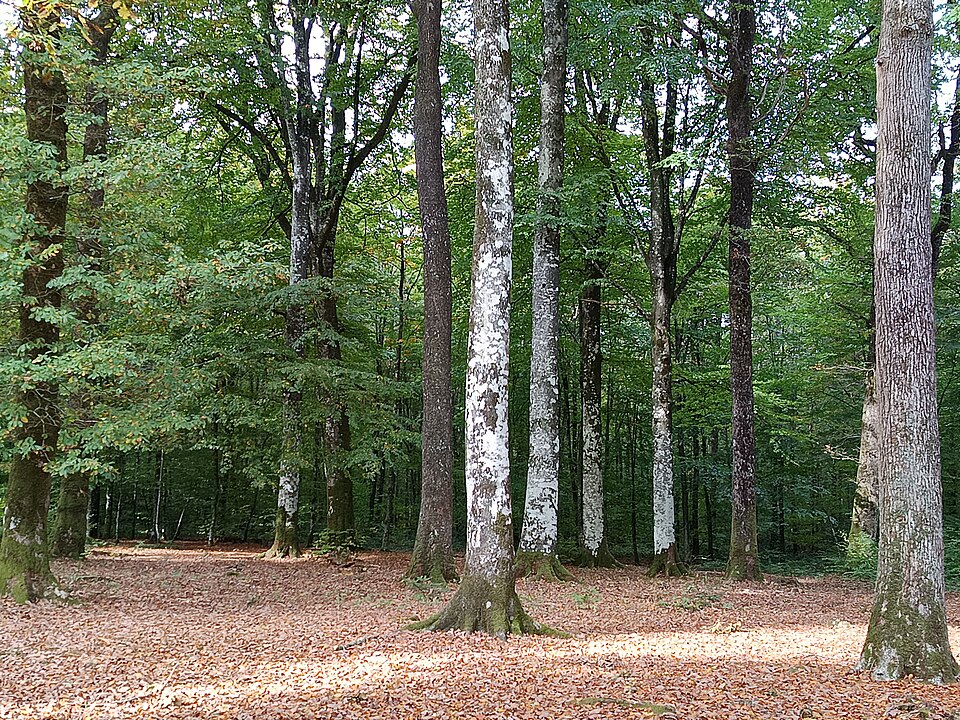 Forêt d’Écouves