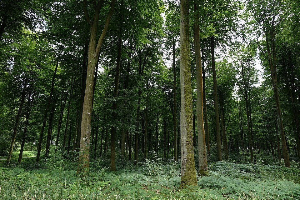 Forêt d'Eawy