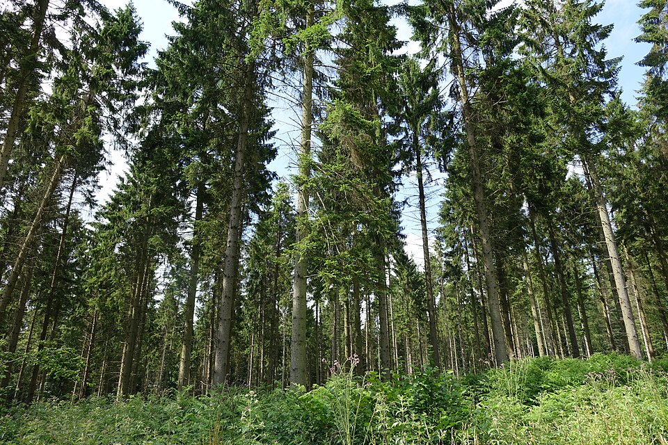 Forêt d'Eawy