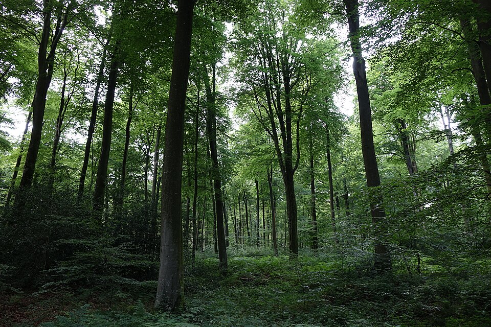 Forêt d'Eawy