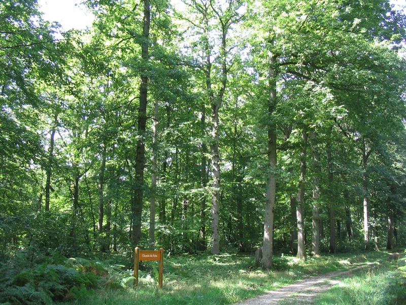 Forêt domaniale de Bord-Louviers