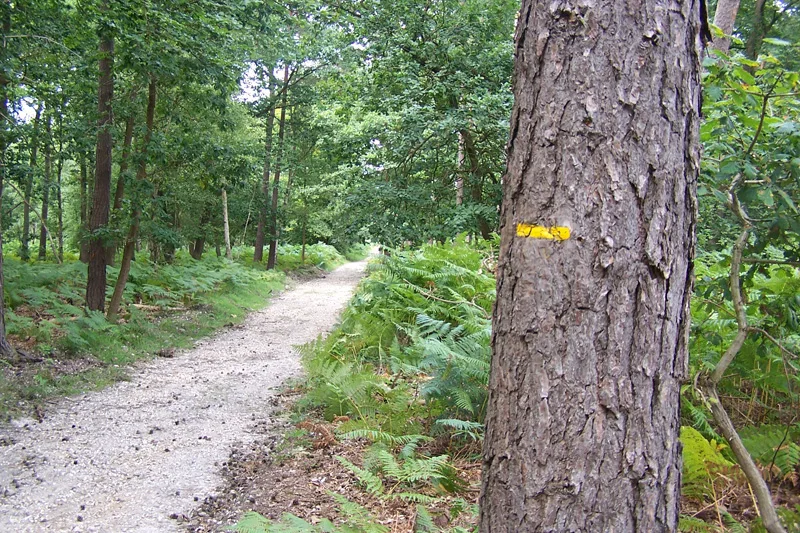 Forêt domaniale de Bord-Louviers