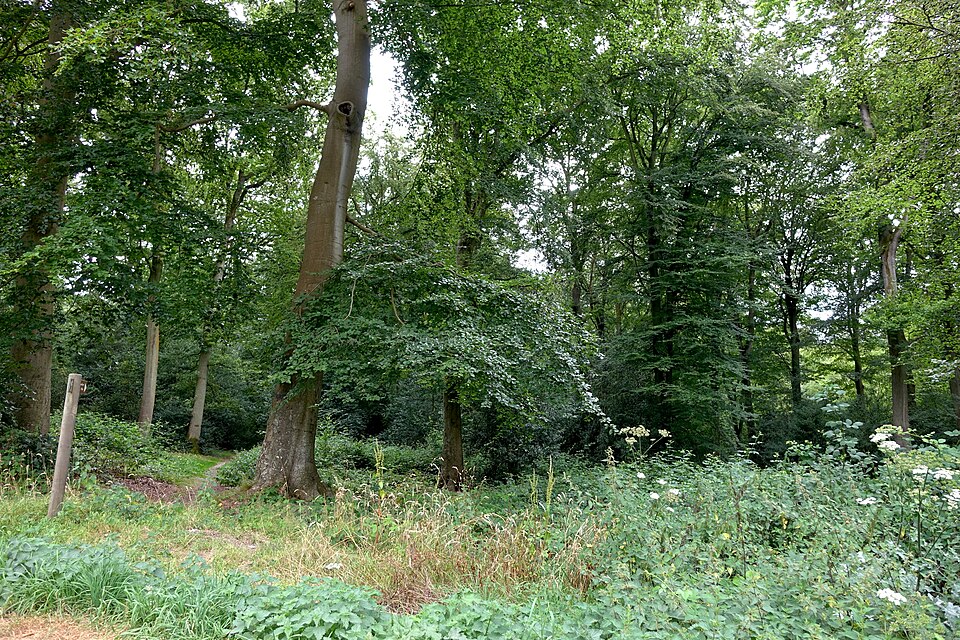Forêt domaniale de Brotonne