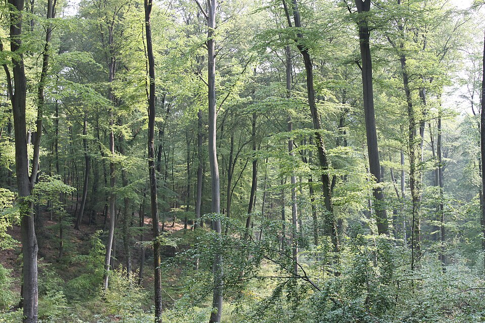 Forêt domaniale de Brotonne