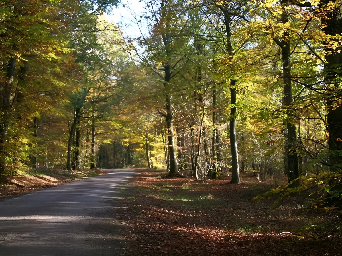 Forêt de Saint-Gatien-des-Bois